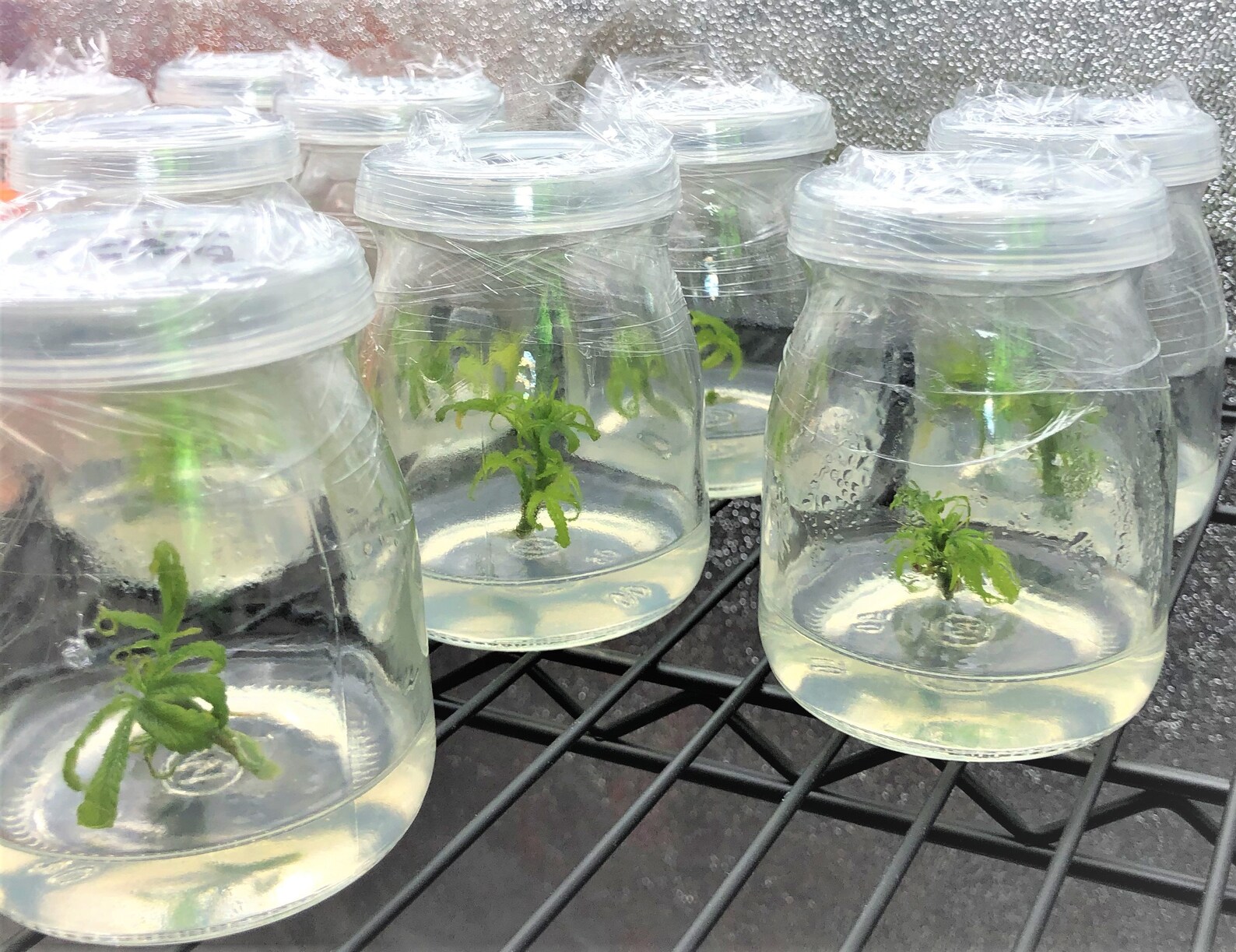 Cannabis Cloning Tissue Culture Media in Vented Containers for Etsy UK