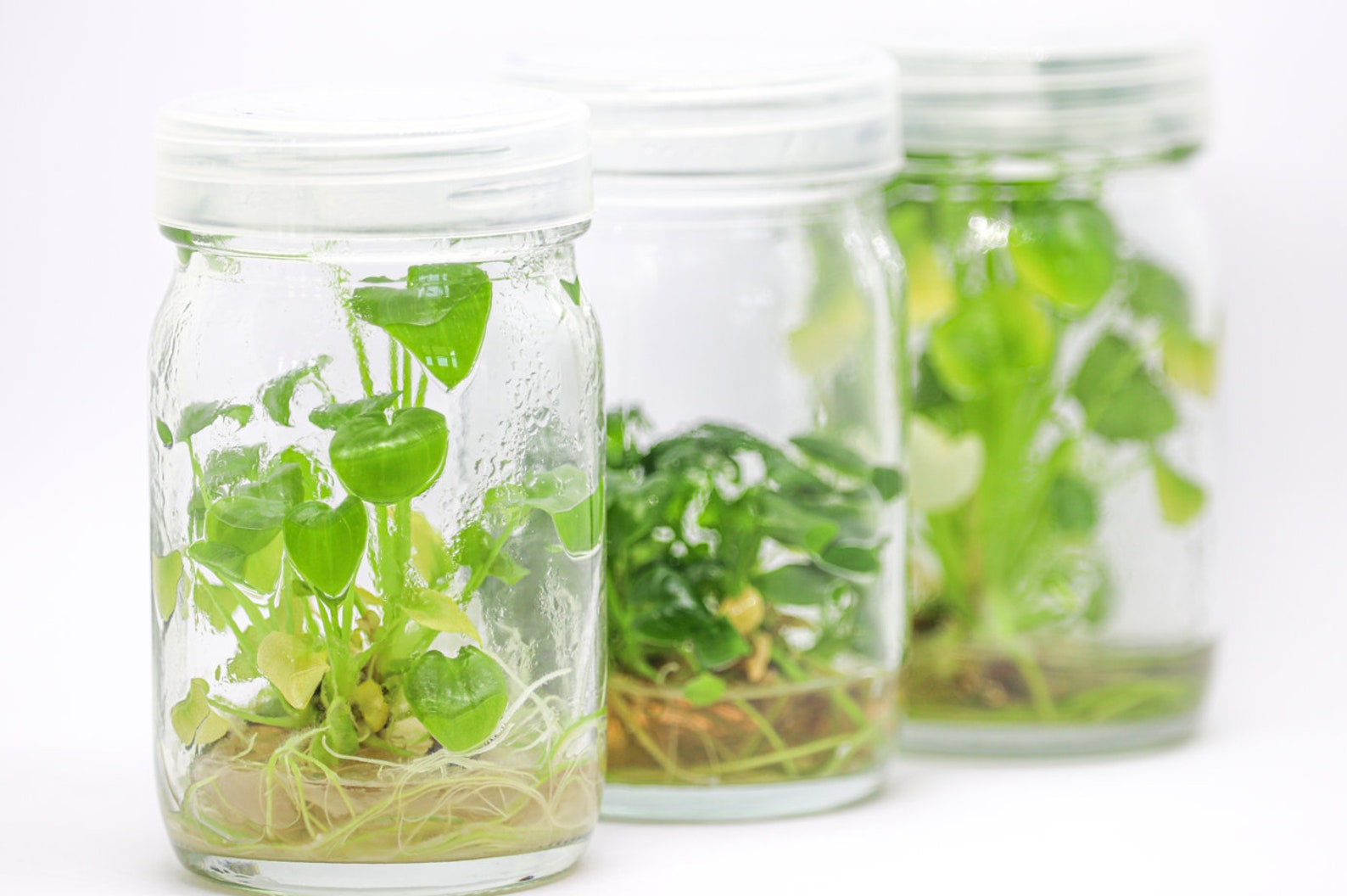 Purified Agar Plant Tissue Culture Grade 100 Grams Etsy Ireland