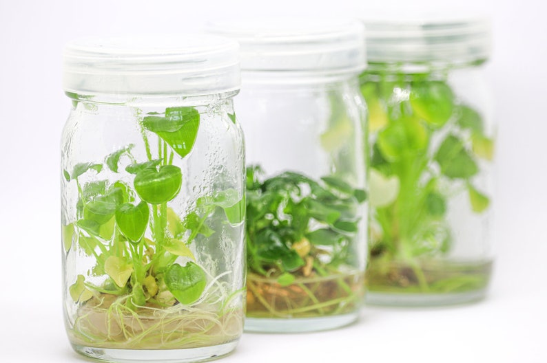 Purified Agar Plant Tissue Culture Grade 100 Grams Etsy