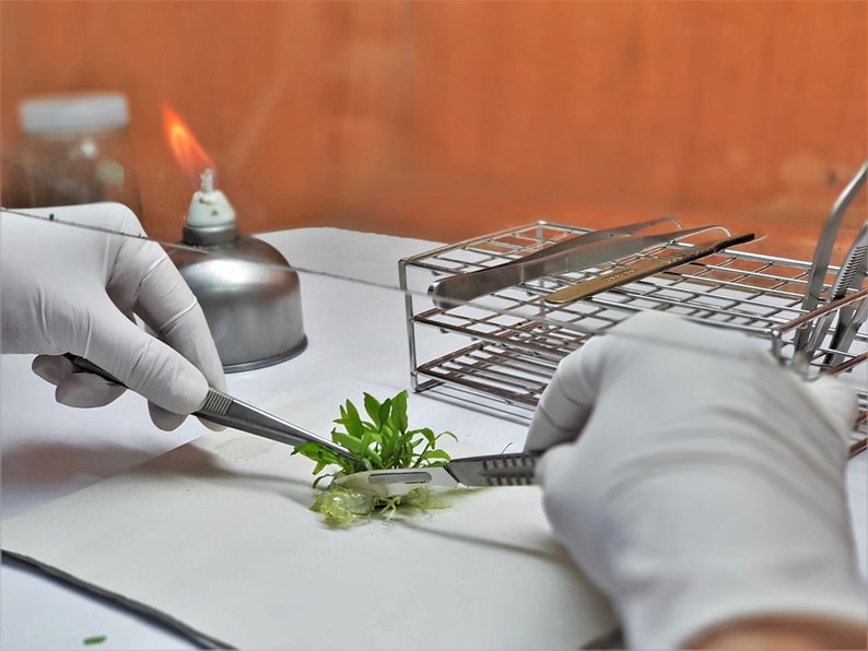 Ready to Use Tissue Culture Cloning Kit Philodendron Hoya Etsy