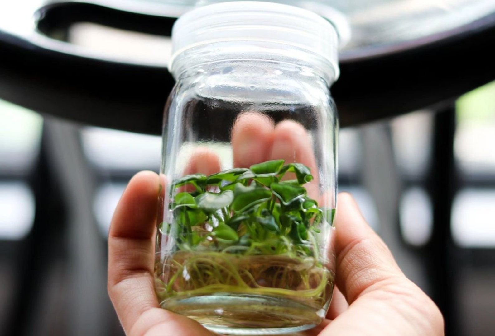 Clone Like A Pro Complete Plant Tissue Culture Cloning Kit Etsy