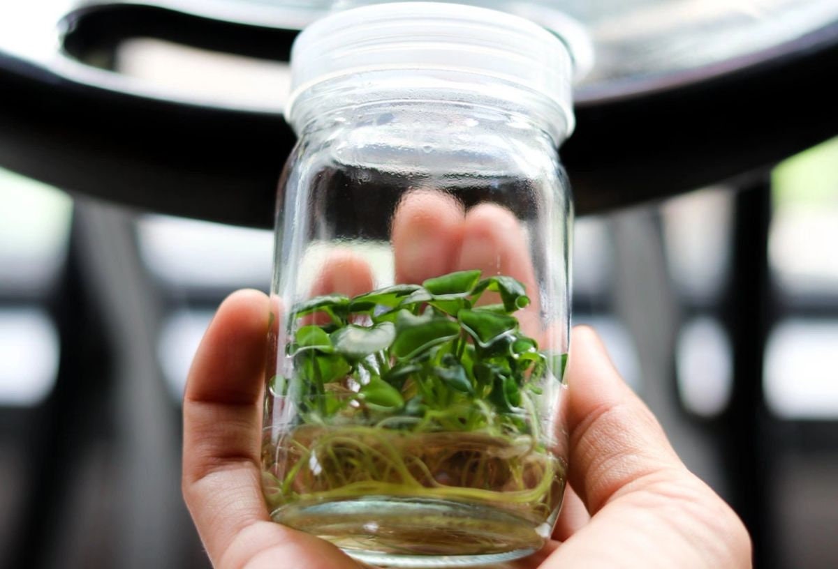 Advanced Plant Tissue Culture Cloning Kit Etsy