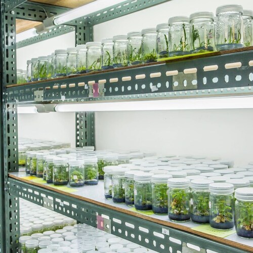 Clone Like A Pro Complete Plant Tissue Culture Cloning Kit Etsy