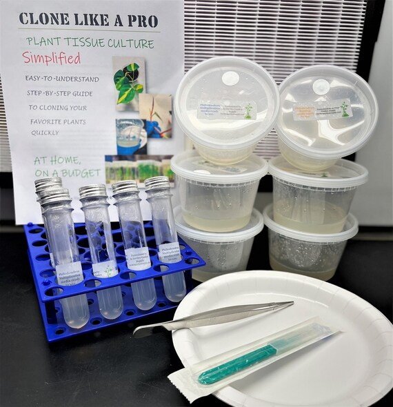 Ready to Use Tissue Culture Cloning Kit Philodendron Hoya Etsy
