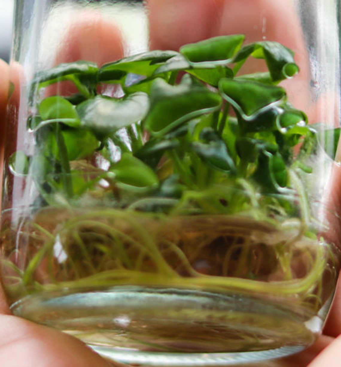 Purified Agar Plant Tissue Culture Grade 100 Grams Etsy Ireland