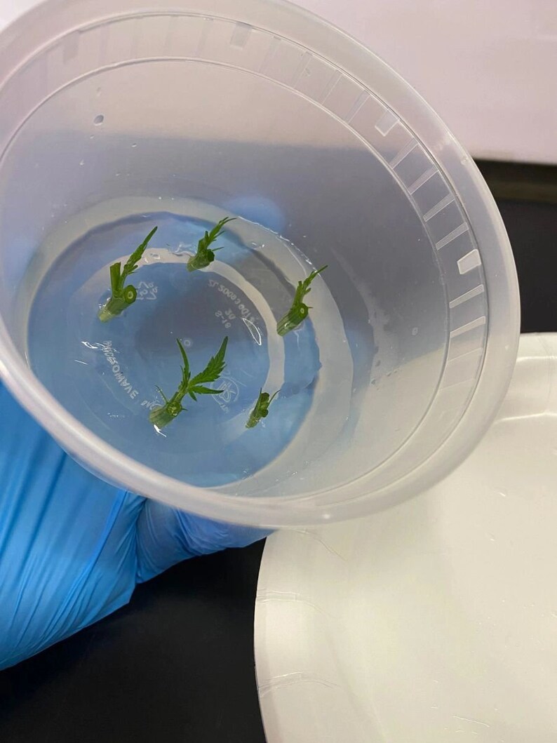 Cannabis Tissue Culture Cloning Kit W/media Tools and Etsy