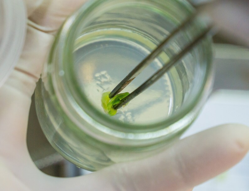 Purified Agar Plant Tissue Culture Grade 100 Grams Etsy