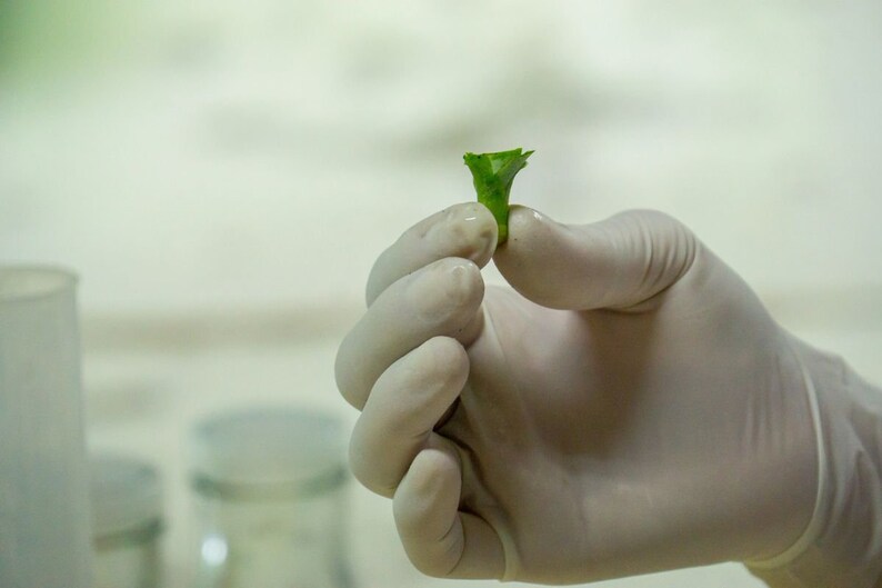 Starter Kit Plant Tissue Culture Cloning for Philodendron Etsy