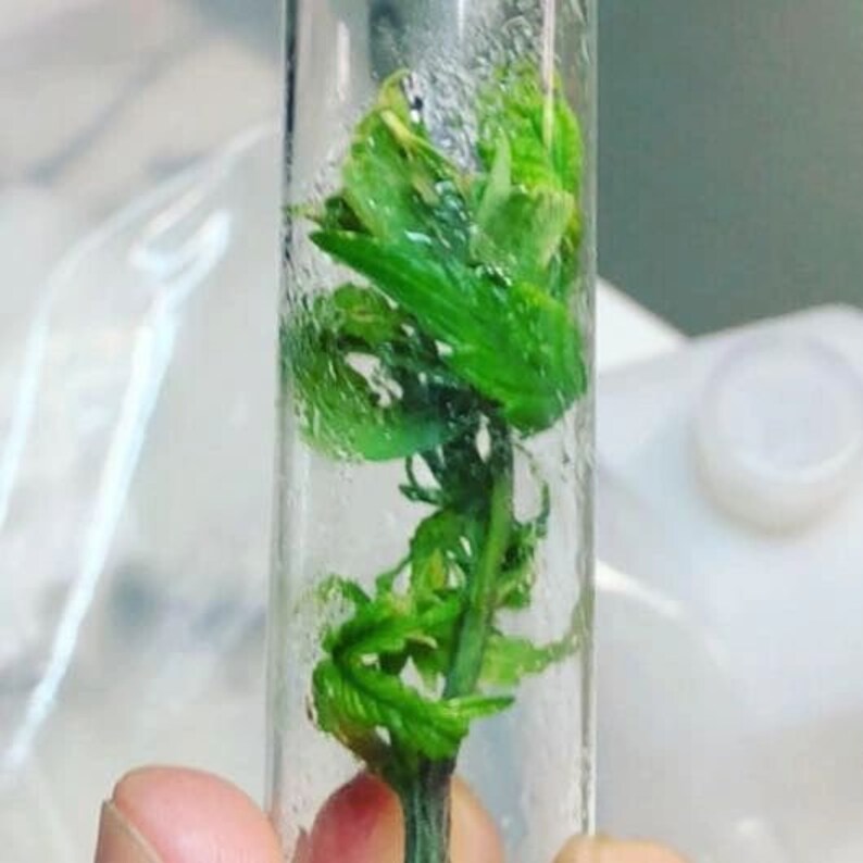 Cannabis Tissue Culture Cloning Kit W/media Tools and Etsy