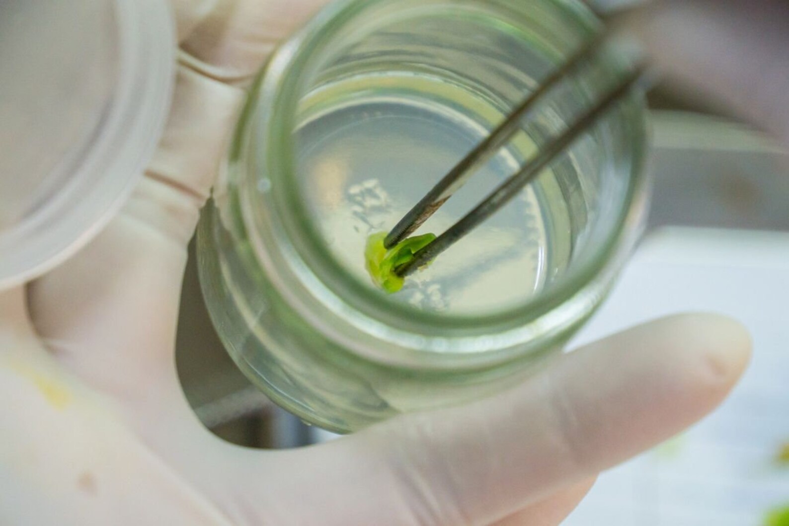 Starter Kit Plant Tissue Culture Cloning for Philodendron Etsy