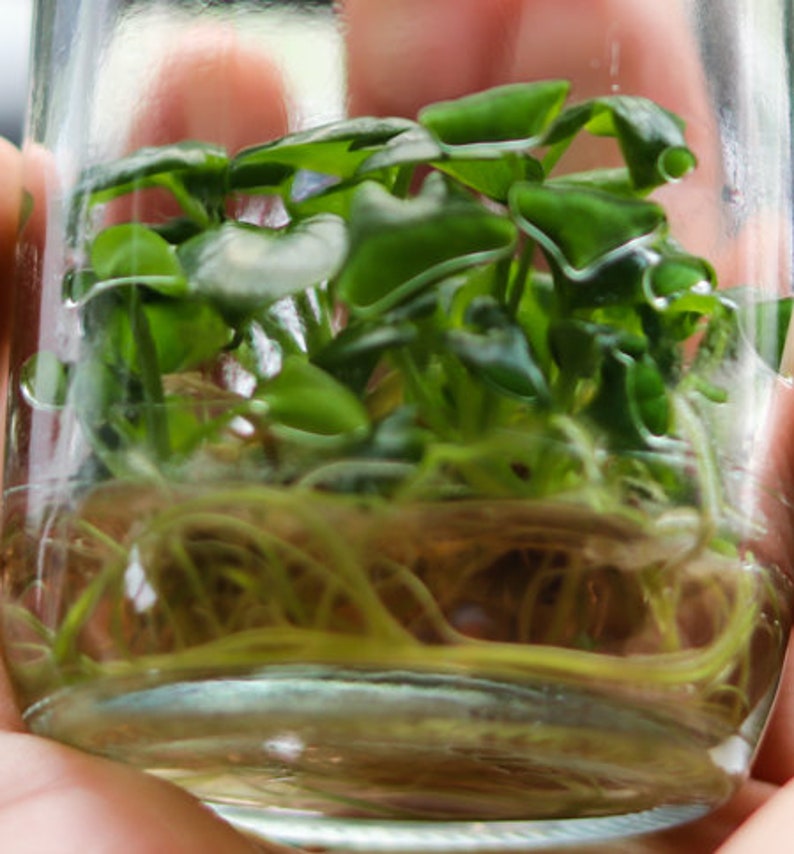 Ready to Use Tissue Culture Cloning Kit Philodendron Hoya Etsy