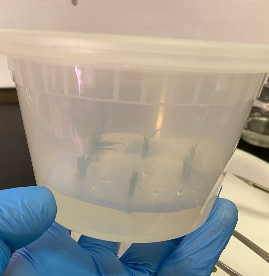 Cannabis Tissue Culture Multiplication Media Ready to Use Made Fresh to