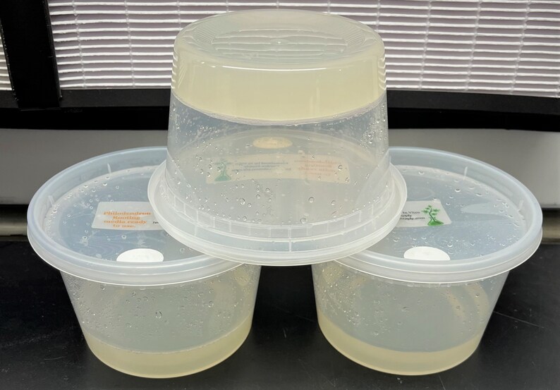 Ready to Use Tissue Culture Cloning Kit Philodendron Hoya Etsy