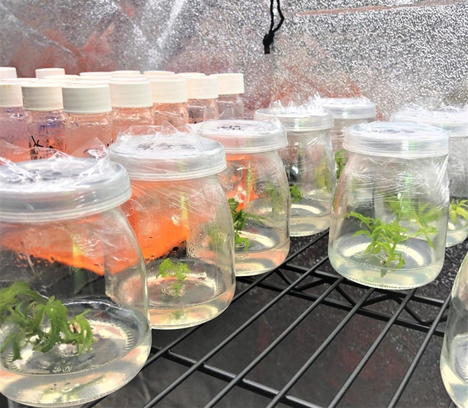 Cannabis Tissue Culture Cloning Kit W/media Tools and Etsy