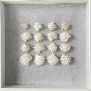 Coastal Shadow Box Wall Art - Authentic Florida seashells - Coastal Cottage - Beach House