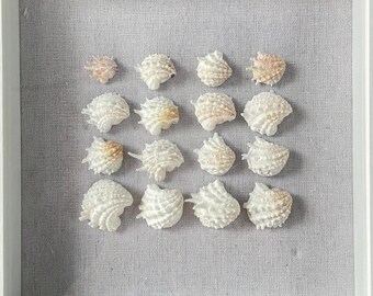 Coastal Shadow Box Wall Art - Authentic Florida seashells - Coastal Cottage - Beach House