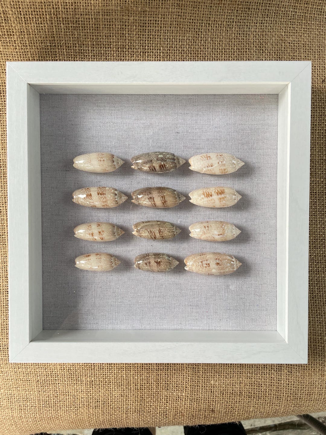 Coastal Wall Art With Shiny Olive Shells - Etsy