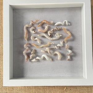 Handmade Seashell Shadow Box - Authentic Found Worm Shells - Beach House Decor - Coastal Wall Art