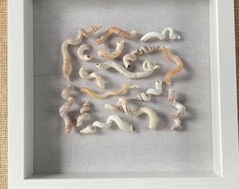 Florida Shell Collection Wall Art -  Coastal Home Decor