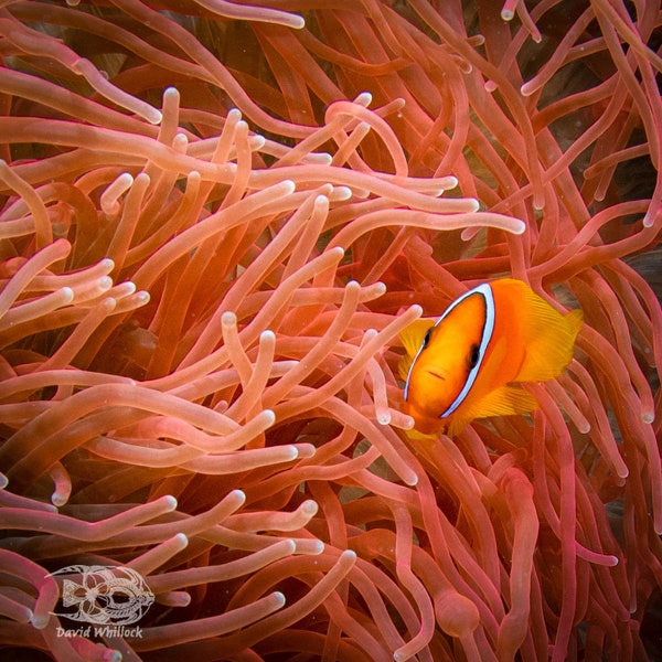 Tomato Anemonefish Print