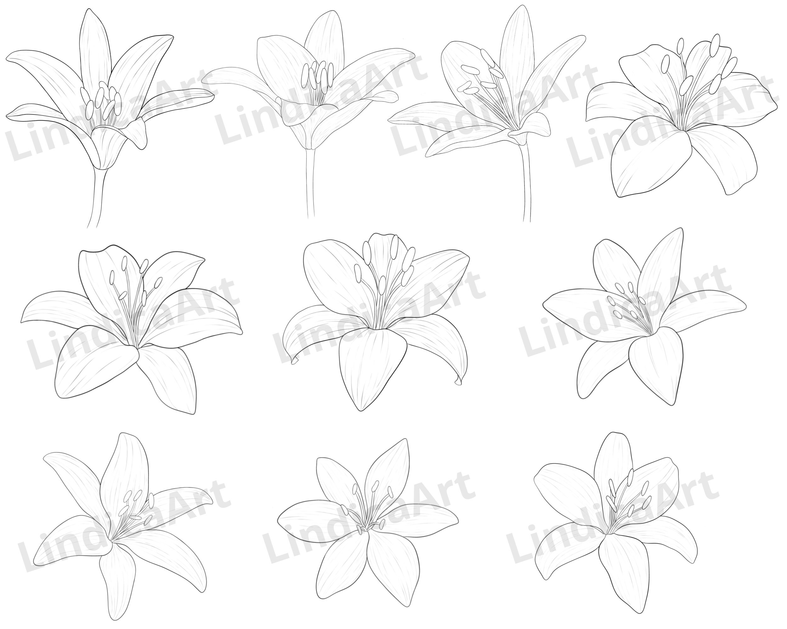 Procreate Lily Flowers Stamp Brushes Bundle, 10 Fine Line Art Lilies ...