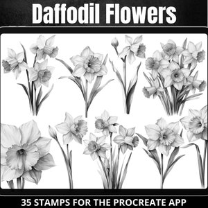 May include: A digital illustration of 35 black and white daffodil flower stamps for the Procreate app. The flowers are drawn in a realistic style with detailed petals and leaves.