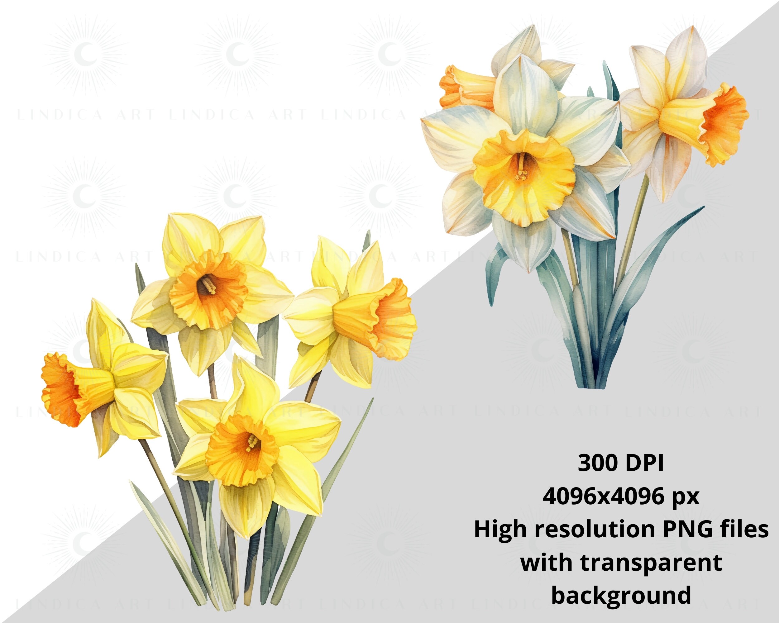 Watercolor Daffodils Clipart BUNDLE 35 PNG Files, Easter Flowers ...