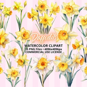 Aquarelle Jonquilles ClipArt BUNDLE 35 Fichiers PNG, Fleurs de Pâques, Clipart de printemps, Conceptions de sublimation florale, Licence d’utilisation commerciale gratuite
