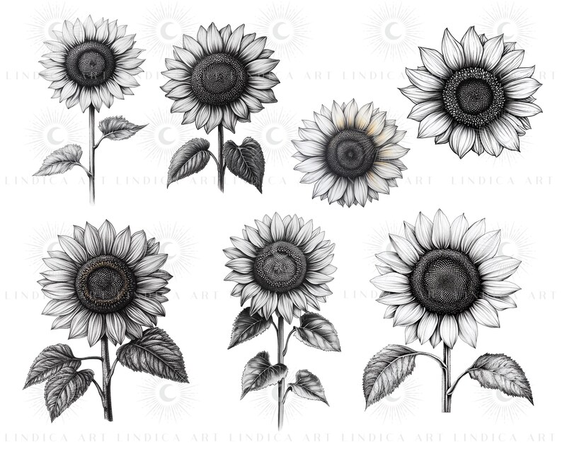 Procreate Sunflower Stamp Brushes BUNDLE, Floral Tattoo Designs, July ...