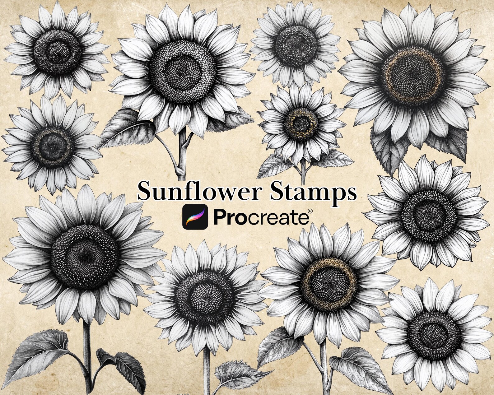 Procreate Sunflower Stamp Brushes BUNDLE, Floral Tattoo Designs, July ...