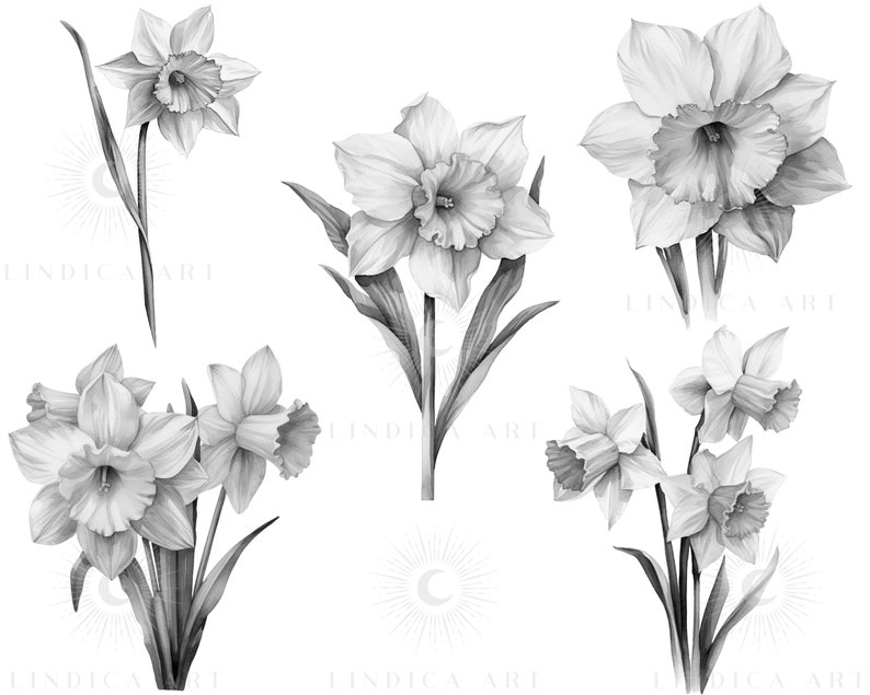 Procreate Daffodil Flower Stamps BUNDLE, Realistic Watercolor Style ...