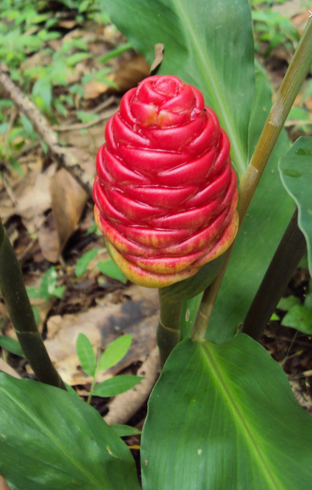 Shampoo Ginger Plant Awapuhi Zingiber Zerumbet 1 Plant Etsy