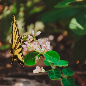 NATURE PHOTO PRINTS: landscape, flower and wildlife, many options to choose from