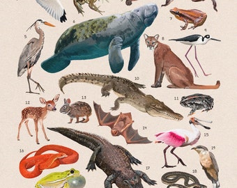 Animals Of Everglades National Park 11x14