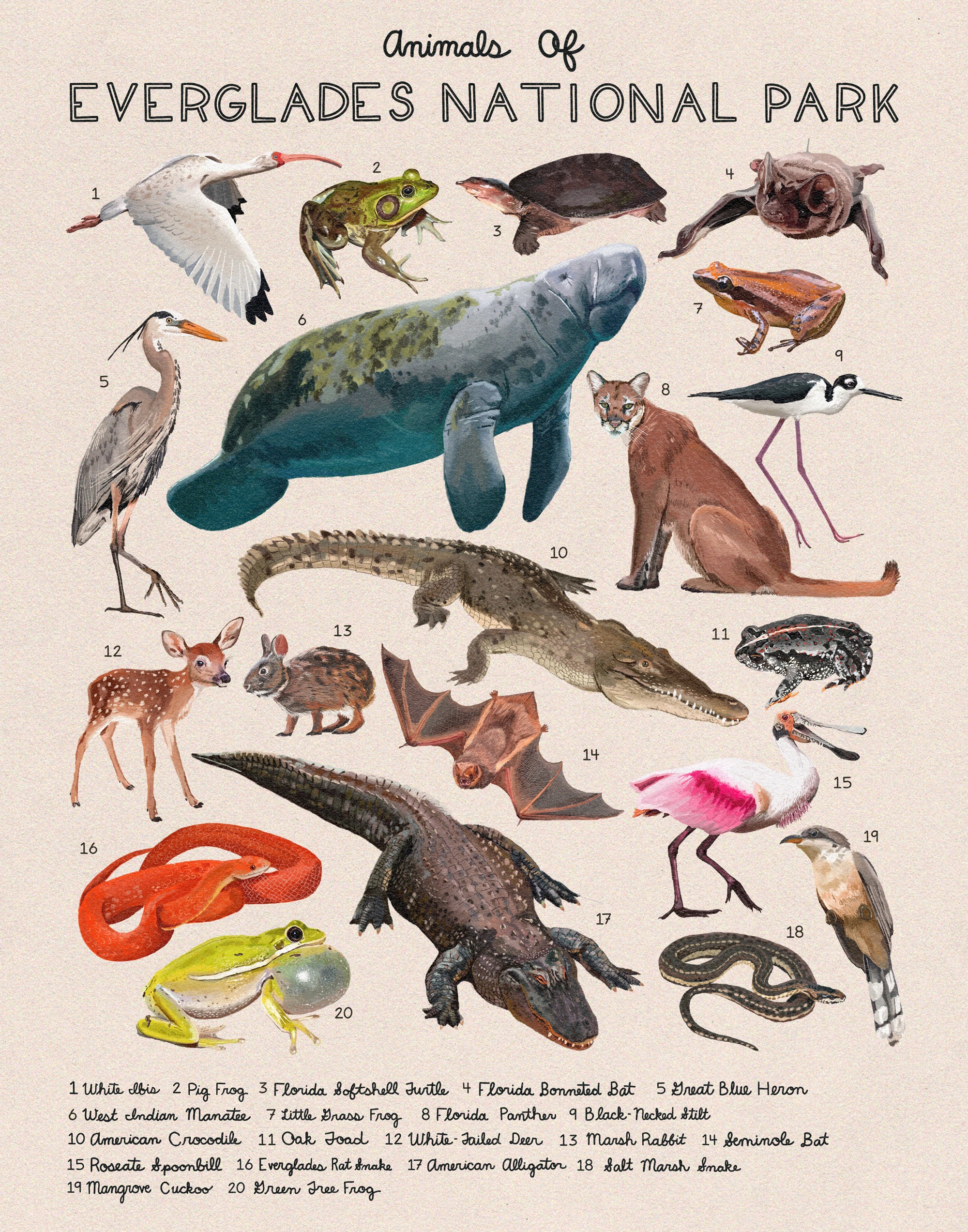 Animals of Everglades National Park 16x20 - Etsy