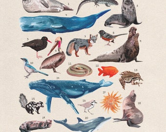Animals Of Channel Islands National Park 11x14