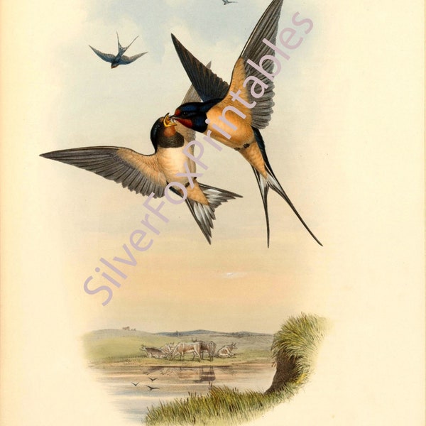 049 | Swallow Print By John Gould | Antique Bird Illustration / Vintage Farmhouse Nursery Art PRINTABLE/ Downloadable Print