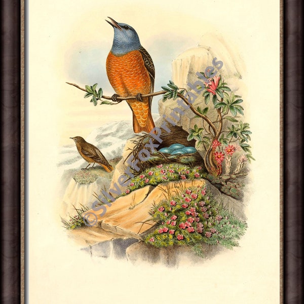 087 | Rock-Thrush Print By John Gould | Antique Bird Illustration / Vintage Farmhouse Nursery Art PRINTABLE/ Downloadable Print