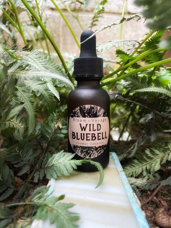 Wild Bluebell Flower Essence Etsy