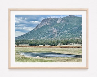 Rocky Mountain Bighorn Sheep Grazing at Sheep Lakes - Instant Digital Download Photography