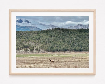 Rocky Mountain Lone Elk - Instant Digital Download Photography