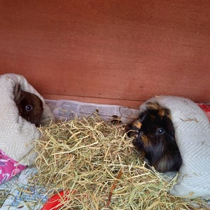 Cuddle Sacks, Cosy Sacks for Guinea Pigs and Small Pets image 10