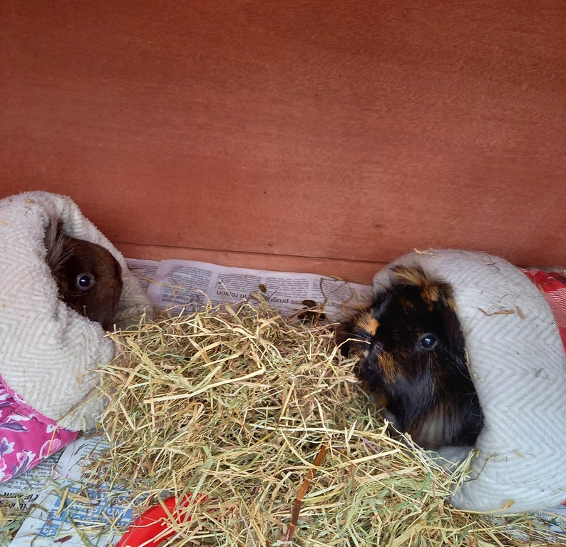 Cuddle Sacks, Cosy Sacks for Guinea Pigs and Small Pets image 10
