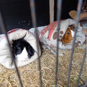 Cuddle Sacks, Cosy Sacks for Guinea Pigs and Small Pets image 4