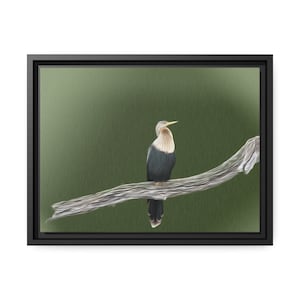 May include: A framed canvas print featuring a detailed painting of an anhinga bird perched on a weathered branch. The bird has a white neck, dark body, and yellow beak. The background is a soft green, and the frame is black.