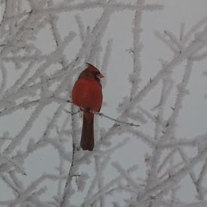 Cardinal All Occasion - 8 cartas en un paquete