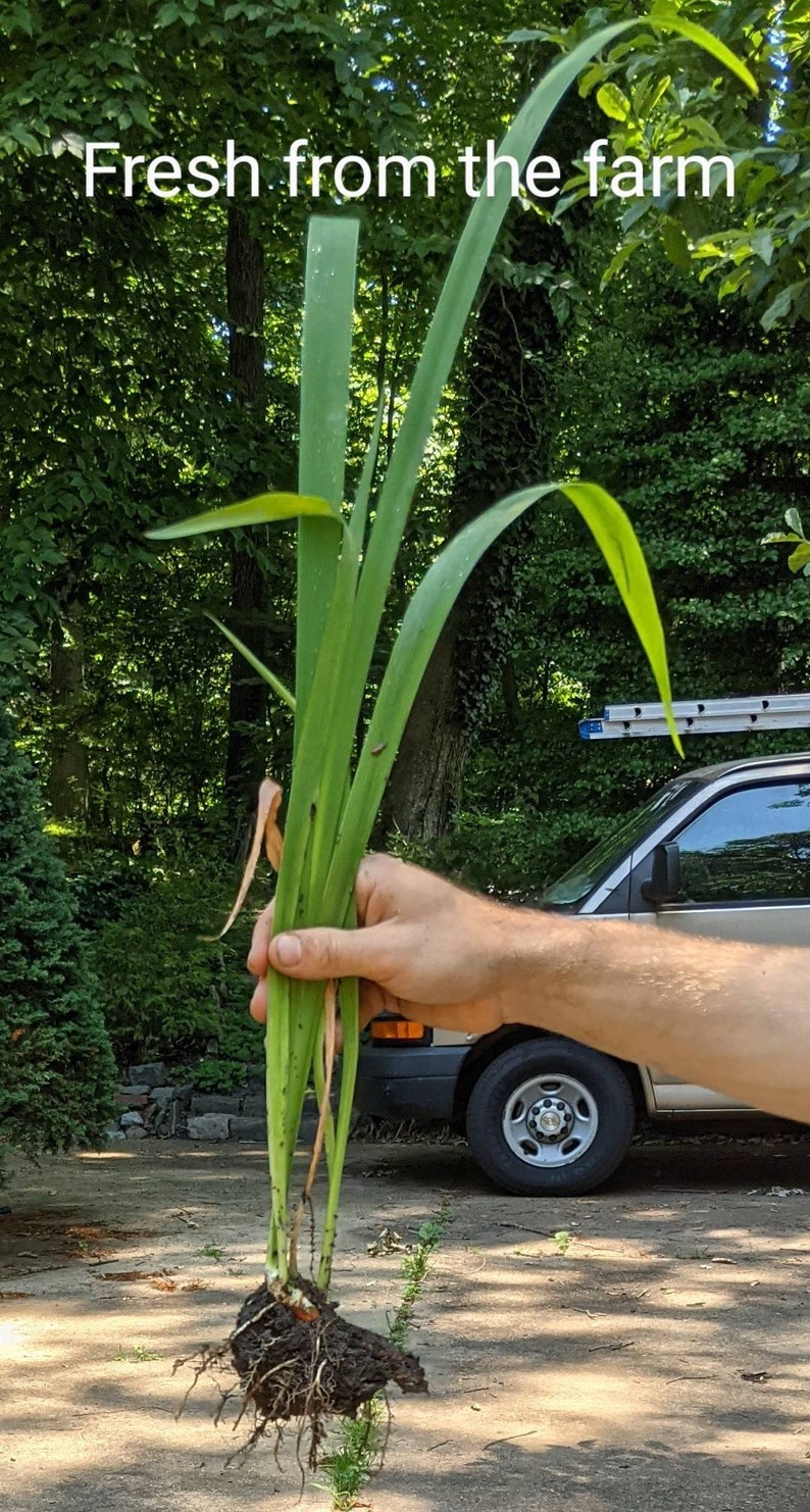 Bearded Iris Concertina Tall Iris Germanica 2 Rhizomes Etsy