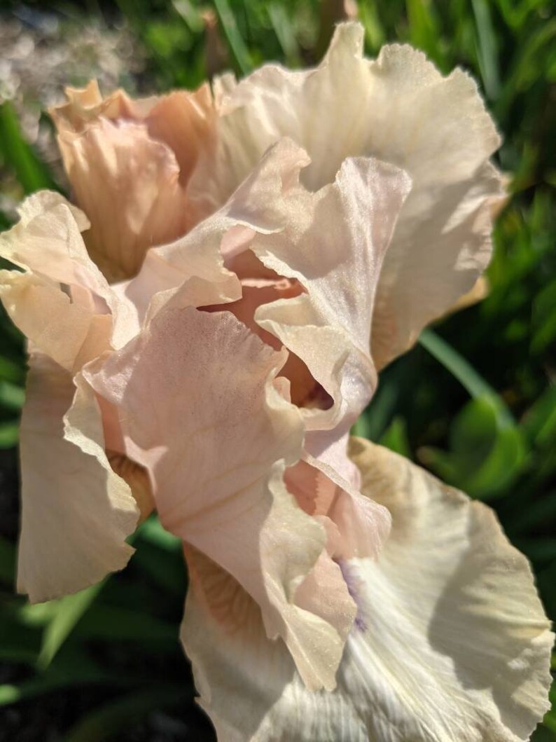 Bearded Iris Concertina Tall Iris Germanica 2 Rhizomes Etsy