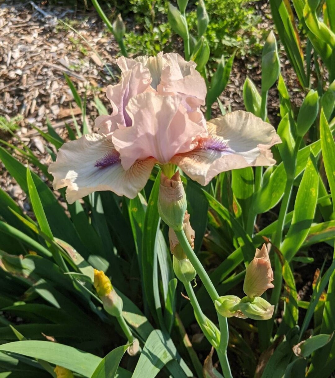 Bearded Iris Concertina, Tall, Iris Germanica , 2 Rhizomes Etsy