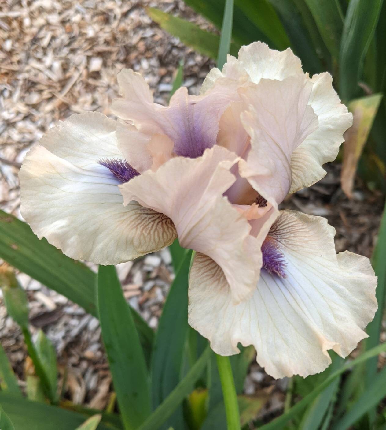 Bearded Iris Concertina, Tall, Iris Germanica , 2 Rhizomes Etsy